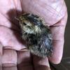 うずら孵化　うずらを卵から育てました！　「温め～孵化まで」
