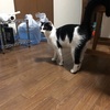 猫のお世話