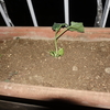胡瓜をプランターに定植