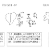 長門のオニドコロ、カエデドコロとヤマノイモのこと