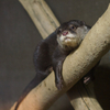 コツメカワウソ Aonyx cinerea