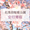 北浅羽桜堤公園の安行寒桜＆レストランけやきのハンバーグ｜埼玉県坂戸市