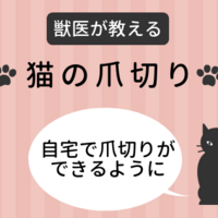 獣医師が教える 猫がキャリーを嫌がらないように慣れさせる方法 睦月とら子のひとりごと 猫と美容と食材宅配 獣医師が教える 猫がキャリーを嫌がらないように慣れさせる方法 睦月とら子のひとりごと 猫と美容と食材宅配
