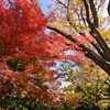 🍁小石川後楽園　11月29日の紅葉状況😊