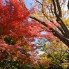 🍁小石川後楽園　11月29日の紅葉状況😊