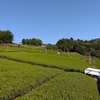 2025年の一番茶が始まります