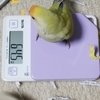 コザクラインコに癒されています(≧▽≦)