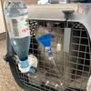 【帰国準備44】風ちゃんのハードキャリーに水とご飯のお皿をつけてもらった！