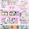 桜は今年から「韓国起源」から「日帝残滓」となりました