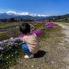 川沿いに満開の芝桜、残雪の北アルプスを望みながら【田舎の散歩道】