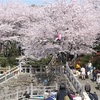 🌸桜にも花言葉あり☝️🤗