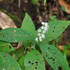 山の上の花と実