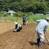 20230527 農業チーム サツマイモ畑の畝づくりとマルチ張り