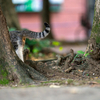 近隣繁華街のねこさん