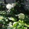 アナベルとホスタが美しくて