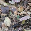 芽が出た
