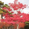 校庭の紅葉　防犯教室