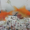ワンちゃん飼いたい！からの金魚を飼う