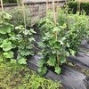 ［2021家庭菜園］野菜は雑草と共におがる