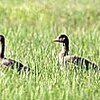 マガン越冬地南限の島根県にも飛来