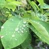 雨上がり