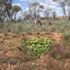 オーストラリアの花々 –  Départ pour l’Australie