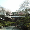 岡寺の桜（４月上旬）