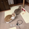 雨田甘夏、湿気です。【猫と乾燥とジャングル事情】