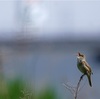 オオヨシキリ、キジ、チョウゲンボウ