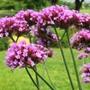ヤナギハナガサの花たち
