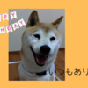 犬用ケーキを作る