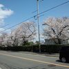 新型コロナウイルスとの闘いに思う･･･満開の桜