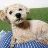 ニゴくん血便（下痢）の経過記録