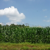 夏の終わりに．．．🌞🍨　ご挨拶🍉🌽