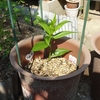 今年初めて植えたグロリオーサ