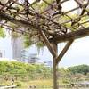 旧芝離宮恩賜庭園の藤の花｜藤棚の場所と2025年開花状況を紹介！ツツジとシランも楽しめるおすすめスポット（東京都港区）
