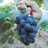 葡萄の収穫。販売