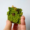 Green Walnut Muffin