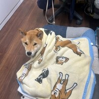 秋は　よく寝られるの　🎵　犬バカチャンリン☆蕎麦屋の風鈴🎵　ふふふ　の時間