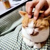 【注意喚起】ペット好きを狙ったLINE乗っ取り手口