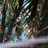 ルビーオナガタイヨウチョウ Tacazze Sunbird