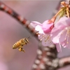 もうすぐ桜🌸咲く♪♪♪