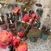 バラの植え替え2