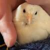 山をいくつも越えていった漢  #ヒメウズラ