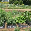 10m2で植えた野菜（夏野菜バージョン）