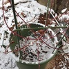 雪にも風にも負けず、それなりに育ってるブラックベリー。