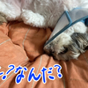 もっくんが起きてないよ～