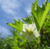 ホオズキの花