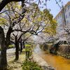 【はかないからこそ】春の景色