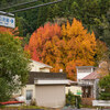 檜尾山 観心寺の紅葉2021 Ⅰ